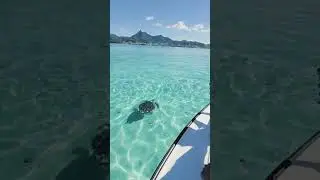 Sea turtle watching in Mauritius