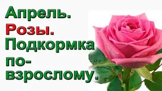 СРОЧНО.Подкормка розы в апреле. Надежно и перепроверено.