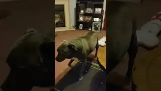my dog loves rain