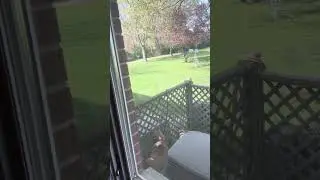 A true cat emergency!