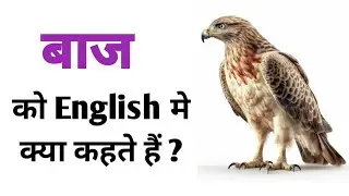 बाज को इंग्लिश में क्या कहते हैं? Baaj Ko English Mein Kya Kehte Hai | Baaz Meaning