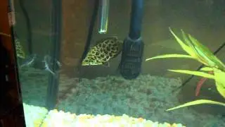 Spotted Leaf Fish