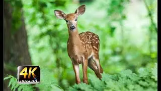 4k Beautiful Deer in the world | Nature Relaxing film | A moment of the life of a wild deer