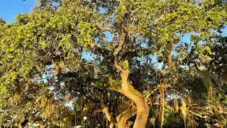 Southern Live Oak - Quercus virginiana