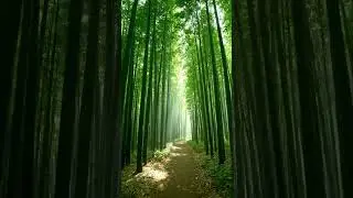 Walking Into Japan's Most Peaceful Place #kyoto #zennature #natureshorts