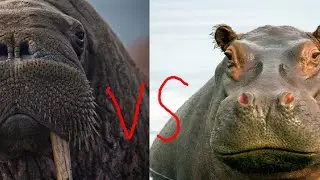 Walrus VS Hippo