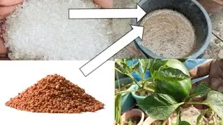 শীতের গাছের জন্য সবচেয়ে বেস্ট খাবার আজ প্রয়োগ করলাম।#chadbagan#popular#viralvideo 