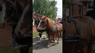 Свадебная карета в Коломне.