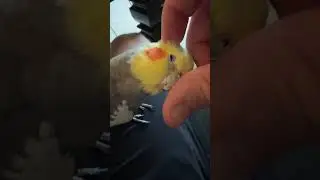 🤗 #birdsoftiktok #parrot #pet #fyp #cutebirdvideos #birdwatching #cute #cockatiel #animal #bird
