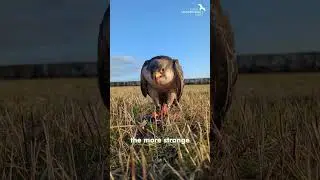 How are Lanner Falcon populations doing?