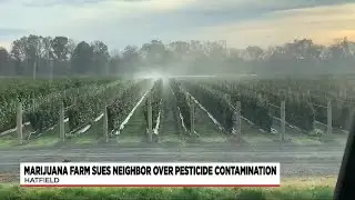 Marijuana farm suing for millions after crops are sprayed with pesticide