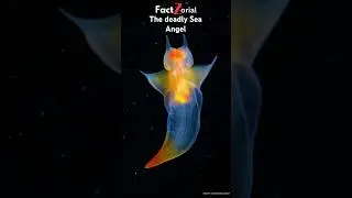 Sea Angel | The Beautiful Yet Deadly Creature #shorts