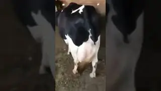 Farisan Cow 🐄🇵🇰👌❤️🇵🇰#shortsvideo #shortviral #shortviralvideo