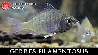 Gerres filamentosus. The ACTIVE Threadfin Silver Belly.