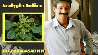 ACALYPHA INDICA