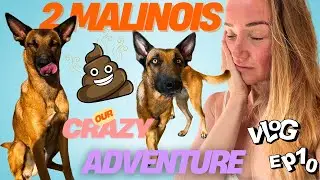 1 year of my Dog Rescue Journey | How My Malinois Turned My World Upside Down