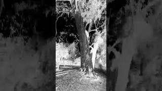 pur israr Darakht 🤒👹👹👹 #horror #horrortok #scary #spooky #daronykahani #ghost