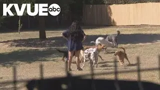 Austin City Council approves new safety rules for dog boarding facilities