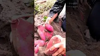 Complete Sweet Potato Harvesting Process | Satisfying Farm Work #shorts