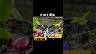 tipos de herbicidas #campo #agricultura #agronomia #huerta #jardin #plantas