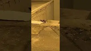 Работаем без выходных 😻😻😻  #cat #fljusja #kitten #котики #прикольныекоты