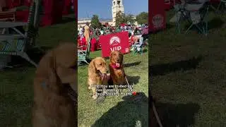 My Dog Gets Invited To A Red Carpet ❤️ #dogshorts #goldenretriever #adorabledog #mydog