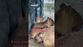 Oyen Cat Gets Own Signage At M'sia Zoo With Capybaras