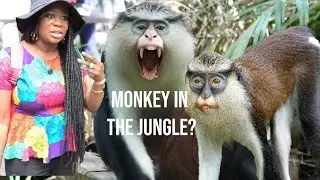 Exploring Lekki Conservation Center  | Mona Monkey, Photography and Biodiversity