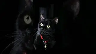 black cat fact and myth #cat #cutecat #catlovers