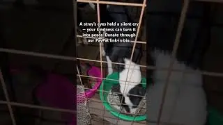 #usa #uk #animalrescue #animallovers #makeadifference #viral #pets #petlover #shorts #youtubedogs