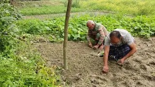 আজ পেঁয়াজের চারা গুলো রোপন করলাম