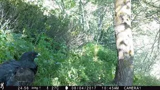 GRAND TETRAS - BLACK GROUSE - COQ DE BRUYERE