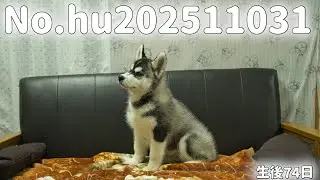 シベリアンハスキーの子犬販売 No.hu202511031 静岡県浜松市のブリーダー 2025年11月3生 1月16日現在