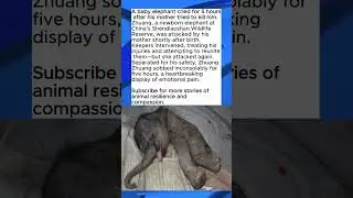 Heartbroken Baby Elephant Cries for Hours After Mother's Rejection
