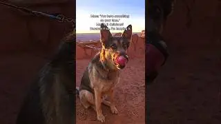 It's peanut butter!😆 #germanshepherd #workingdogs #gsds #petshub #dogs #pets #dogmom #hikingdog