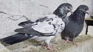 ❤️🕊🕊KGN pigeon loft Gautam  is live🕊🕊❤️