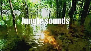 Jungle sounds