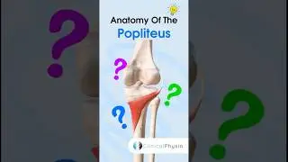 Popliteus Anatomy #physiotherapy #physicaltherapy #anatomy #popliteus