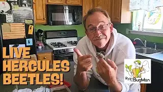 Unboxing LIVE Hercules Beetles | Male & Female Western Hercules Beetles from Utah