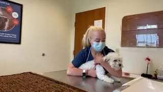 Sternal Recumbency restraint on a dog Skill10#2