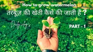 Tarbuj Ki Kheti Deshi Tarike Se🧑‍🌾🤔/ How To Watermelon grow 🪴|| part -1 @BJM.MANISH 