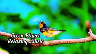 🎧Spring, ☕morning, birds sing, butterflies fly, trees bloom, relax with nature.☀️🐦🦋🌼🧘