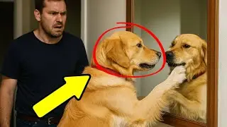 Family Dog Kept Pawing At Mirror&mdash;When They Took It Down, They FOUND THIS