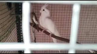 cockatiels birds for sale, ALL BREEDING PAIRS, in hyderabad LB. nagar contact 9959051398,