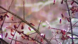 snow falling through a red bush