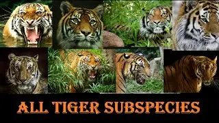 Tiger Subspecies - All Tiger Subspecies Of The World