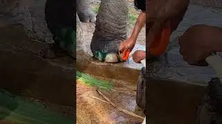 Elephants Get the Veterinary Care They Were Denied for Years