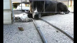 RED SPIDER WASP PARALYZES WOLF SPIDER . DRAGS SPIDER INTO HER NEST