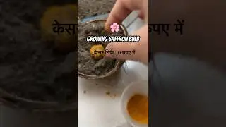 Growing Saffron/ Kesar bulb in my balcony garden #kesar #winter #indoorgardening #greenspacegarden