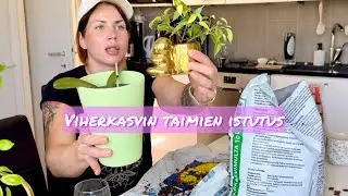 Viherkasvin taimien istutus 